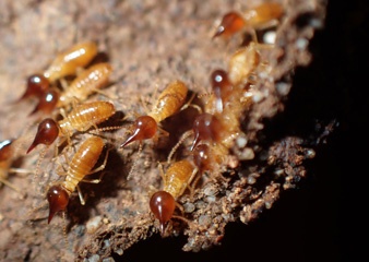 Termites